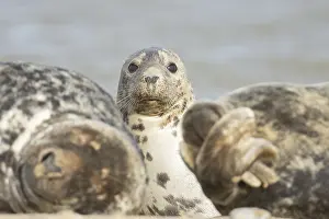 Atlantic grey seal (Halichoerus grypus) adult animal on a beach