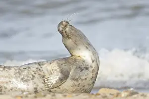 Atlantic grey seal (Halichoerus grypus) adult animal on a seaside beach
