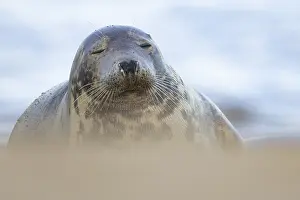 Atlantic grey seal (Halichoerus grypus) adult animal sleeping on a beach