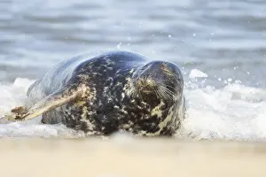 Framed Print : Atlantic grey seal (Halichoerus grypus) adult animal sleeping in the shallow water of the sea on a beach