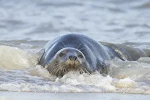 Atlantic grey seal (Halichoerus grypus) adult marine animal resting in the shallow waves of the sea on a coastline