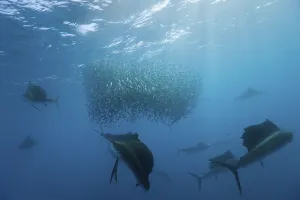 Atlantic grouper hunting sardines