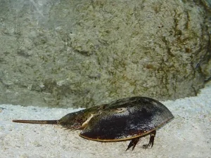 Atlantic Horseshoe Crab, limulus polyphemus
