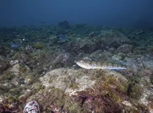 Atlantic lizardfish (Synodus saurus)