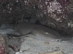 Category Coral Reefs DE Prints: An Atlantic nurse shark (Ginglymostoma cirratum) rests in the sand at night