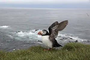Atlantic Puffin, Common Puffin