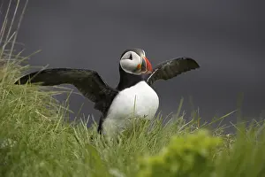 Atlantic Puffin, Common Puffin