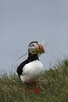Atlantic Puffin, Common Puffin