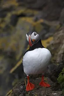 Atlantic Puffin, Common Puffin