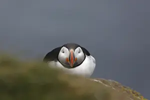 Atlantic Puffin, Common Puffin