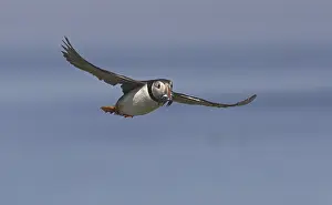 Atlantic Puffin (Fratacula arctica)