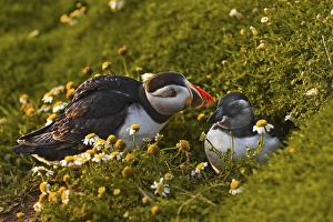 Atlantic Puffin (Fratercula arctica)