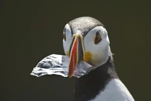Atlantic Puffin (Fratercula arctica)