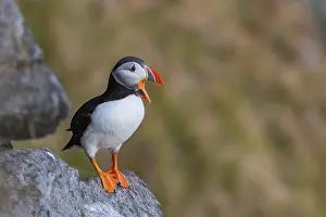Atlantic Puffin (Fratercula arctica)