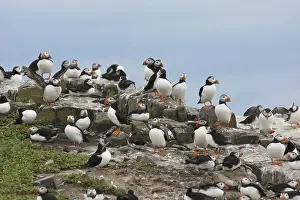 Atlantic Puffin (Fratercula arctica)