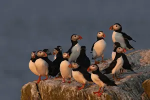 Atlantic Puffin (Fratercula arctica)