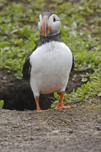 Atlantic Puffin (Fratercula arctica)