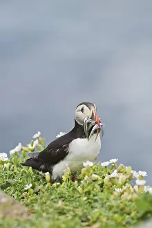 Atlantic Puffin (Fratercula arctica)
