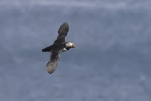 Atlantic Puffin (Fratercula arctica) adult