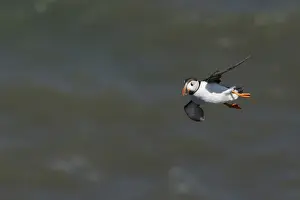 Atlantic puffin (Fratercula arctica) adult sea bird flying