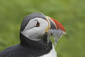 Atlantic puffin (Fratercula arctica) with beak full of fish bringing sand eels