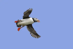Atlantic puffin (Fratercula arctica) in breeding plumage flying against blue sky in summer