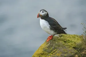 Atlantic Puffin (Fratercula arctica) on cliff