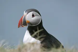 Atlantic Puffin (Fratercula arctica) close up portrait