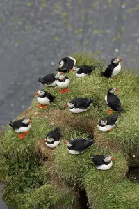 Atlantic Puffin (Fratercula arctica) colony