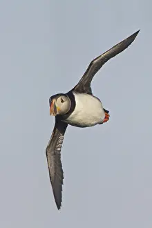 Atlantic Puffin (Fratercula arctica) flying