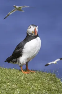 Atlantic puffin (Fratercula arctica) on sea cliff top and flying gannets in seabird colony