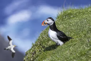 Atlantic puffin (Fratercula arctica) on sea cliff top in seabird colony and northern gannet passing by