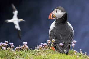 Atlantic puffin (Fratercula arctica) on sea cliff top watching gannet flying by in seabird colony