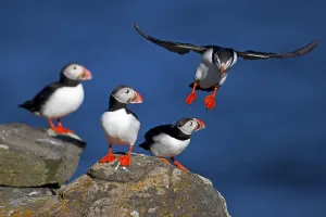 Atlantic Puffins (Fratercula arctica)