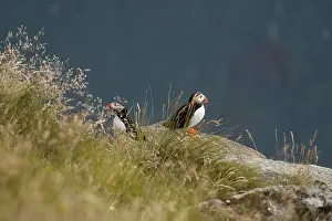 Two Atlantic puffins, Fratercula arctica