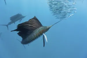 Atlantic Sailfish hunting Sardines