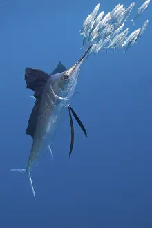 Atlantic Sailfish hunting Sardines