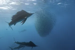 Atlantic sailfish hunting sardines
