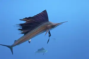 Atlantic Sailfish, Isla Mujeres