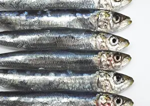 Atlantic sardine, European pilchard