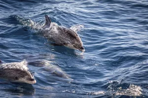 Atlantic spotted dolphins, Stenella frontalis