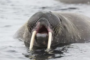 Atlantic Walrus (Odobenus rosmarus rosmarus) adult