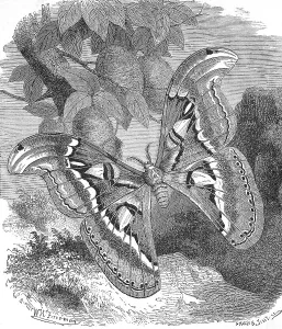 Atlas moth (Attacus atlas), a butterfly