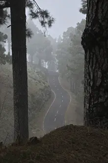 Atmospheric pine forest road in fog