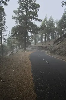 Atmospheric pine forest road in fog