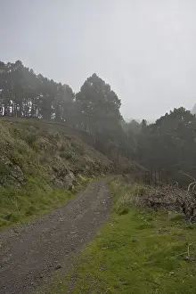 Atmospheric pine forest road in fog