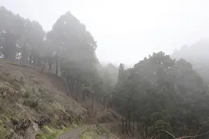 Atmospheric pine forest road in fog