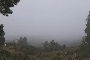 Atmospheric pine forest road in fog