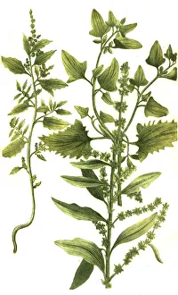 Atriplex folio sinnato and Atriplex angusto oblongo folio cum folliculis