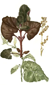 Atriplex hortensis alba and Atriplex hortensis rubra